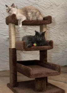 Best Cat Trees for Large Cats | Sturdy Cat Trees for Large ...